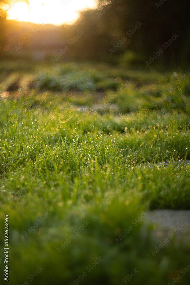 Naklejka premium stone path in the garden at sunrise