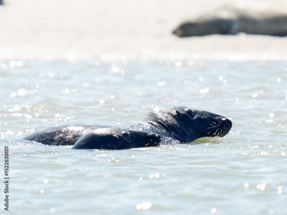 Obraz premium Deux phoques gris Halichoerus grypus jouant dans l’eau, mammifères marins en interaction, faune marine côtière, comportement social animal, phoque européen en mouvement