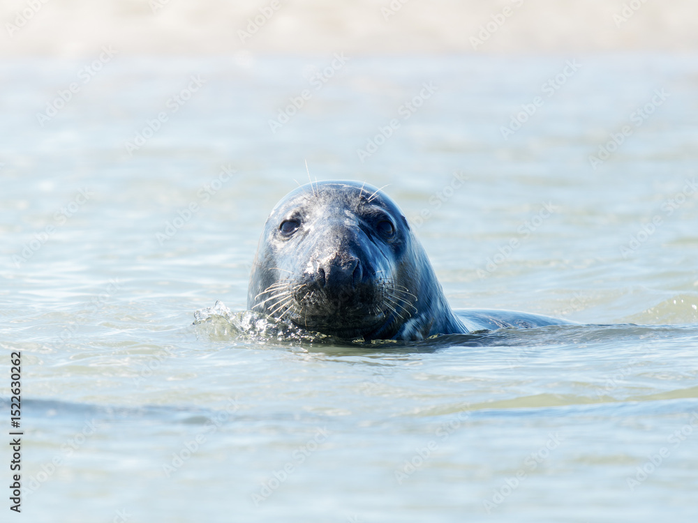 Fototapeta premium Phoque gris Halichoerus grypus nageant paisiblement dans l’eau, mammifère marin, faune sauvage côtière, phoque d’Europe, animal aquatique en mouvement