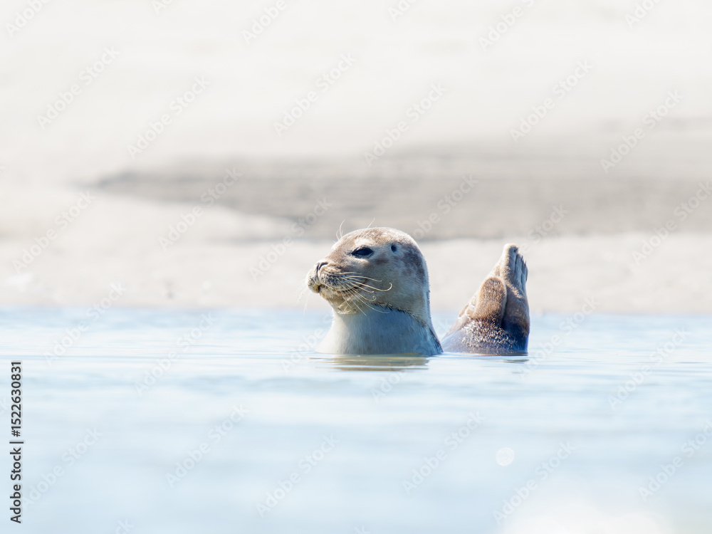 Obraz premium Phoque veau marin Phoca vitulina allongé sur le sable en sieste à marée montante, Plaque aux Phoques, Berck, Pas-de-Calais, France, mammifère marin côtier, faune sauvage marine