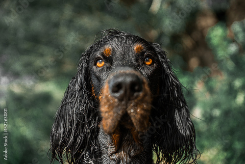 Obraz na płótnie Gordon setter portrait