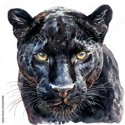 Panther Close Up, watercolor drawing vector, high quality, isolated on a white background.
