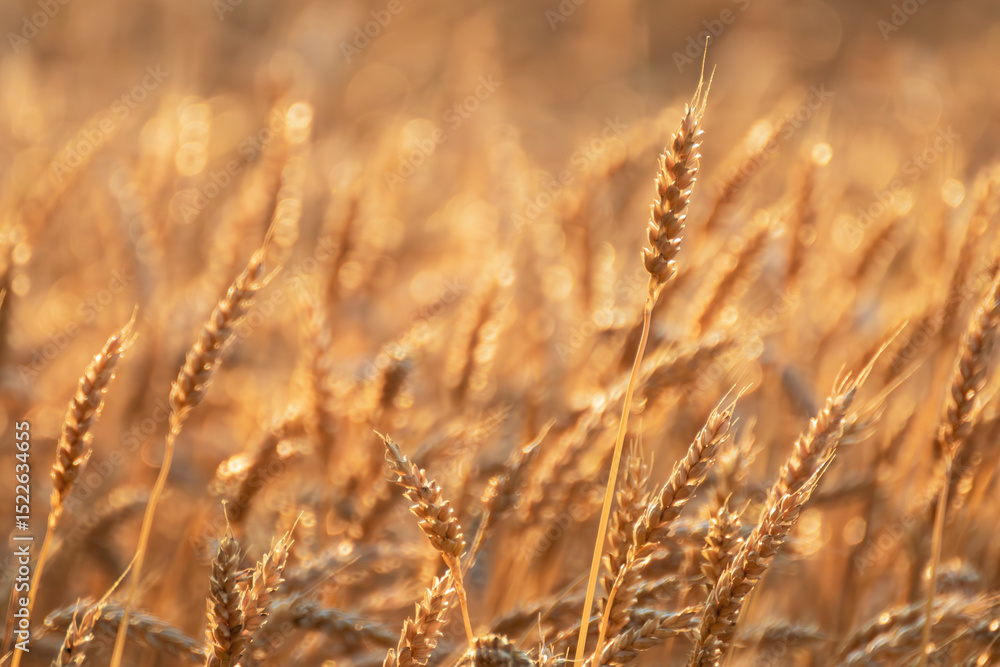 Fototapeta premium Ripe wheat ears shining in golden sunlight with focus blur behind