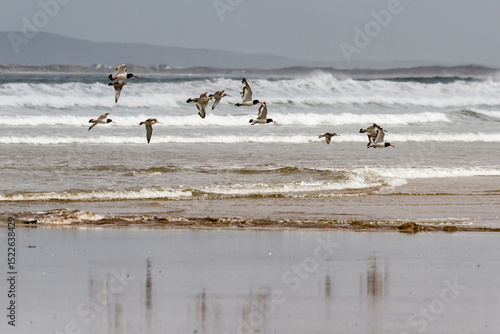 Seagulls on the beach 1