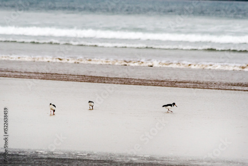 Seagulls on the beach 3