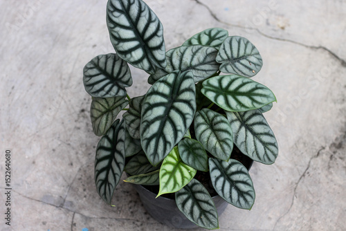 Alocasia Silver Dragon Plant in Pot on Concrete Floor.