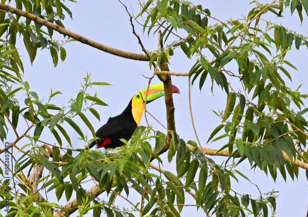 Fototapeta premium un precioso tucan en costa rica
