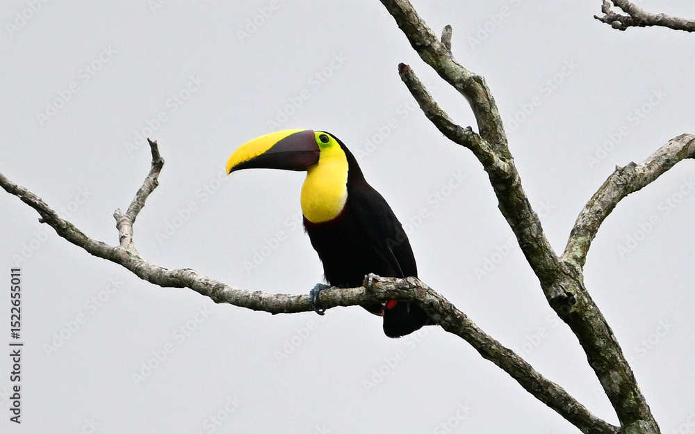Fototapeta premium un precioso tucan en costa rica