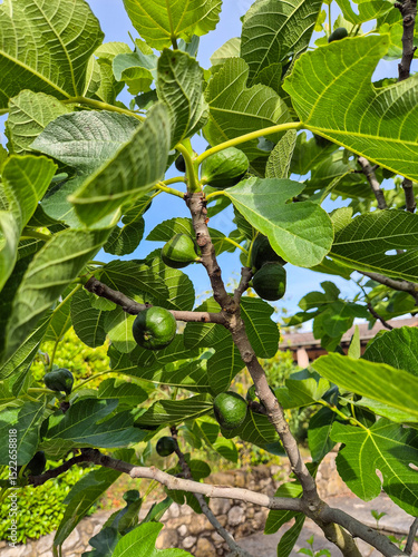 Photos Green figs on tree at an allotment in Besalu, Spain.