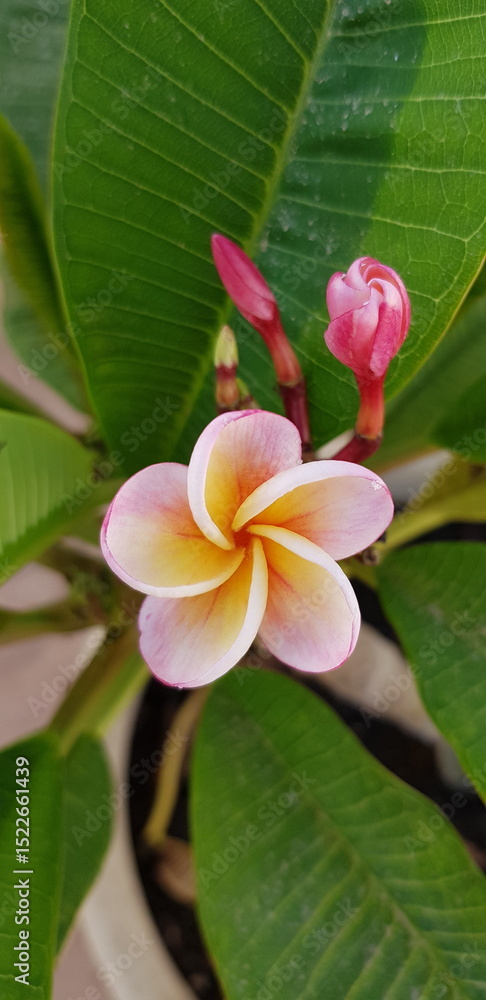Fototapeta premium Frangipani Blüte