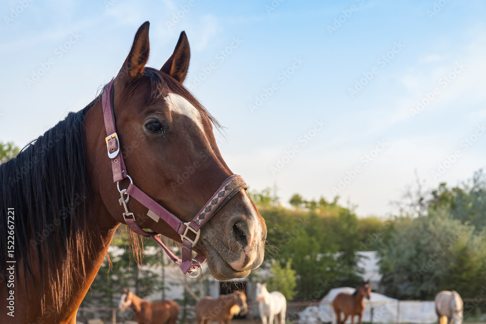 Obraz premium Close-up of a horse in a pasture with other horses grazing under a blue sky during golden hour