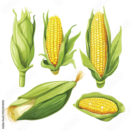 Fresh and Healthy Corn Vegetable Illustration for Nutrition and Food Concepts