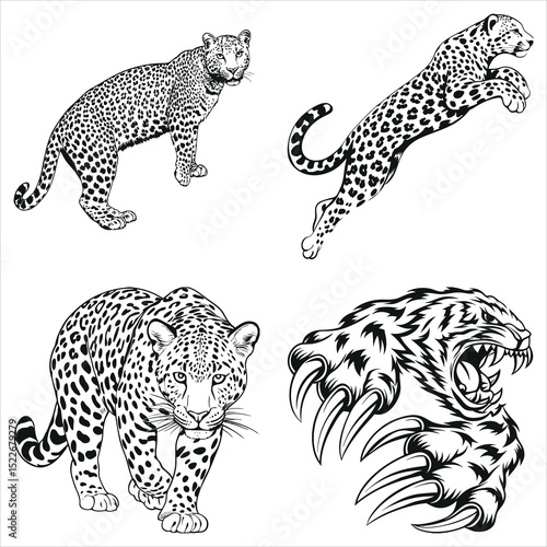 Four Detailed Line Art Leopard Illustrations