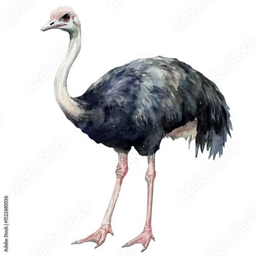 watercolor vector of Ostrich, high quality, isolated on a white background.