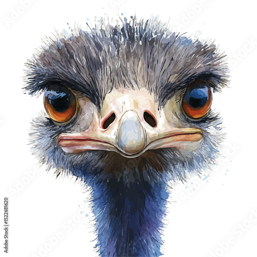 Ostrich Close Up, watercolor drawing vector, high quality, isolated on a white background.