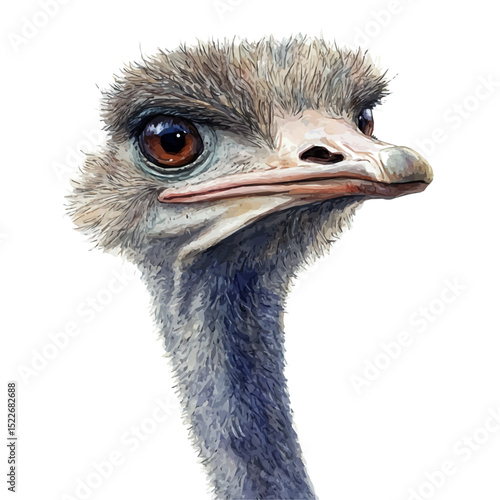 Ostrich Close Up, watercolor drawing vector, high quality, isolated on a white background.