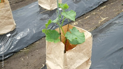 家庭菜園のきゅうり栽培