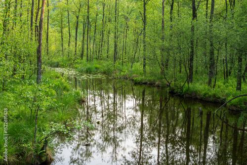 Fototapeta Naklejka Na Ścianę i Meble -  Puszcza Piska Forest. Masuria in Poland. Ruciane Nida area.