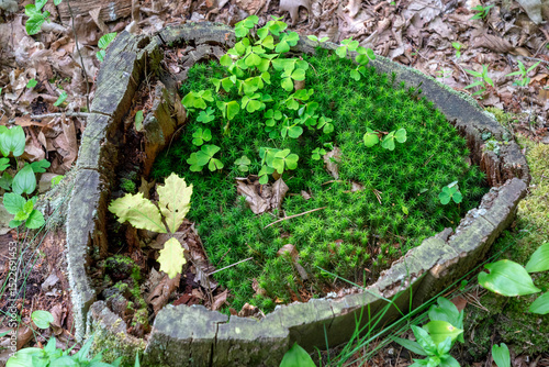 Fototapeta Naklejka Na Ścianę i Meble -  Forest floor. Piska Forest. Masuria in Poland.