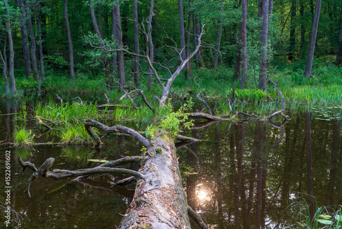 Fototapeta Naklejka Na Ścianę i Meble -  Puszcza Piska Forest. Masuria in Poland. Ruciane Nida area.
