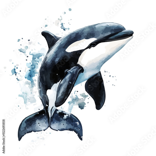 watercolor of Orca Close Up, vector high quality, isolated on a white background.