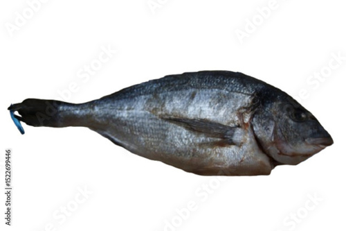 A raw sea bream, fresh and ready to be cooked. Its pearly flesh and shiny skin reflect its quality and freshness.