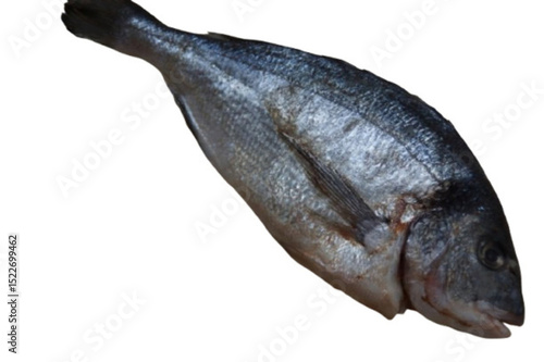 A raw sea bream, fresh and ready to be cooked. Its pearly flesh and shiny skin reflect its quality and freshness.