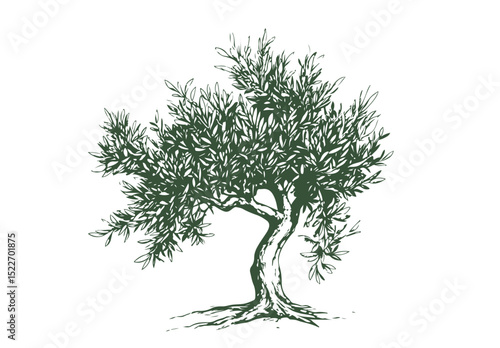 Olive tree on white, sketch.	
