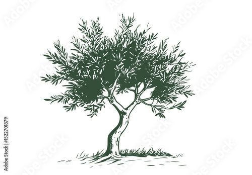 Olive tree on white, sketch.	
