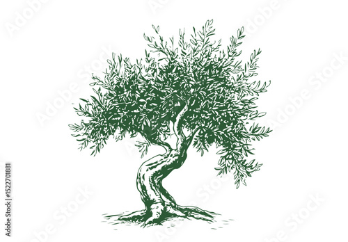 Olive tree on white, sketch.	
