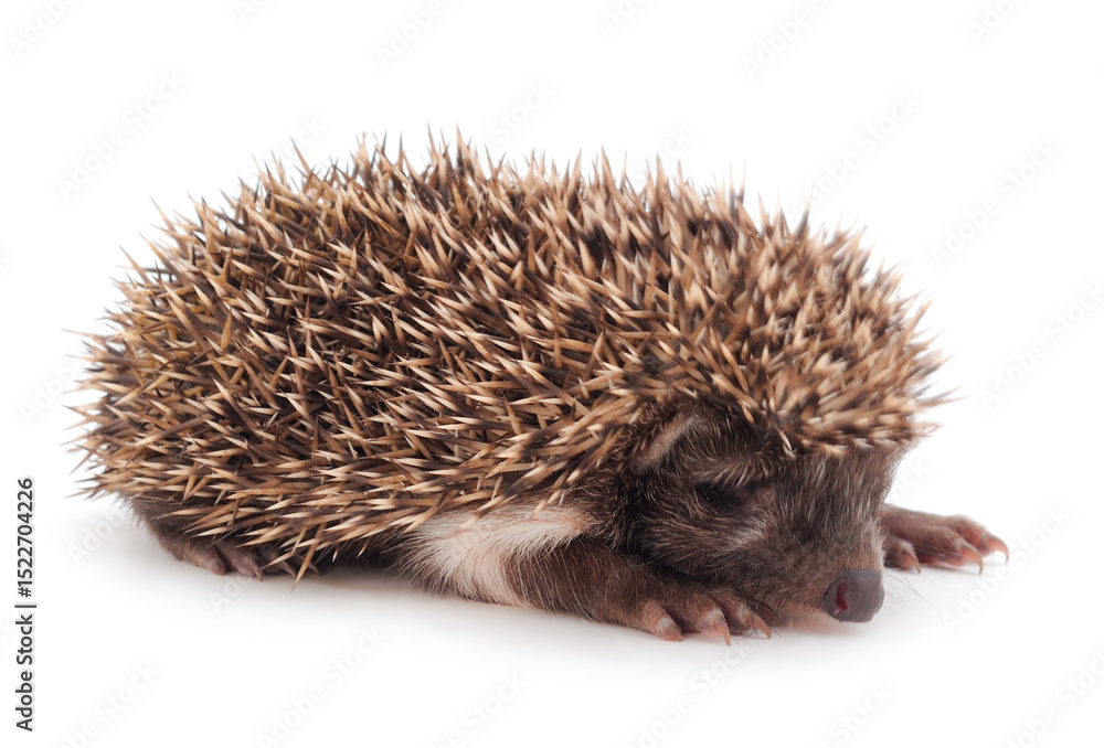 Obraz premium Small hedgehog isolated on white background