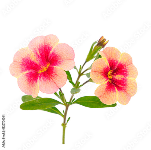 Wallpaper Mural Calibrachoa flowers isolated. Torontodigital.ca