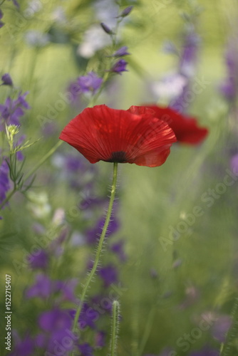 red poppy flower