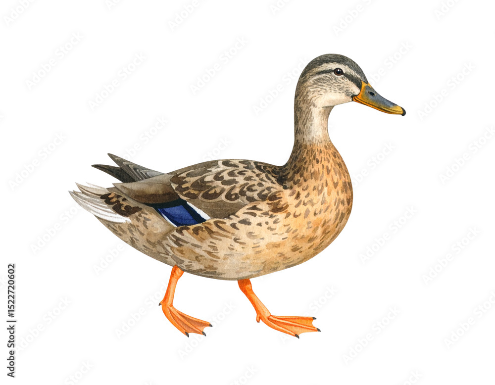 Watercolor Illustration of Female Mallard Duck Standing Sideways, Isolated PNG on White Watercolor Illustration of Female Mallard Duck Standing Sideways, Isolated PNG on White