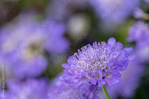 Purple scabiosa columbaria butterfly blue blooming in garden
