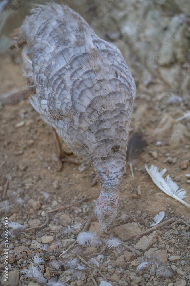 Obraz premium Turkeys walk and forage under bright daylight