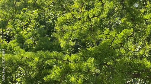 Green pine tree branches with lush needle foliage in sunlight, suitable as nature background