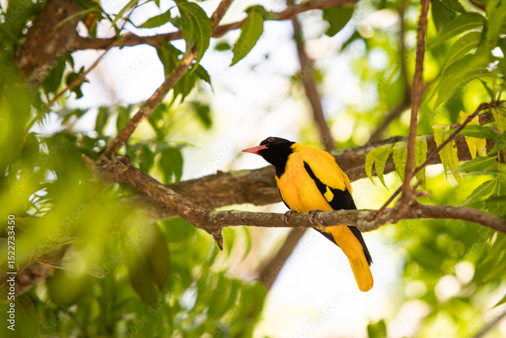 Fototapeta premium Black headed golden oriole, yellow bird