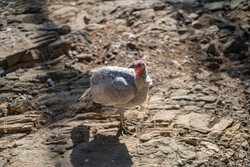 Fototapeta premium Turkeys walk and forage under bright daylight