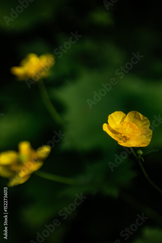 Yellow Flowers on Green