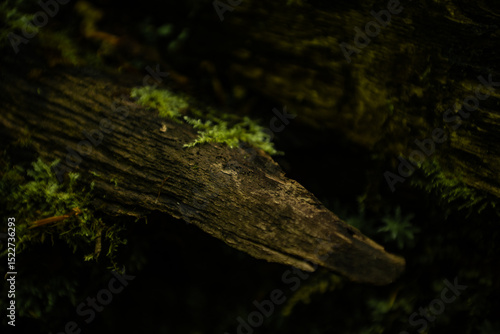 Moss on Fallen Tree