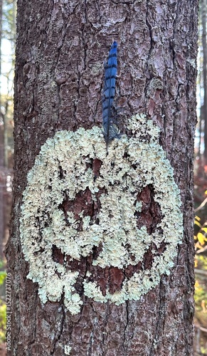 Принти на полотні lichen face with blue jay feather
