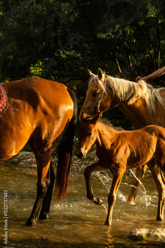 Horses Crossing River