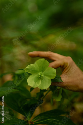 Green Flower in Hands