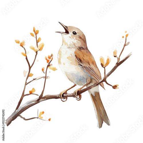 Nightingale Singing Budding Branch, watercolor vector, high quality, isolated on a white background.