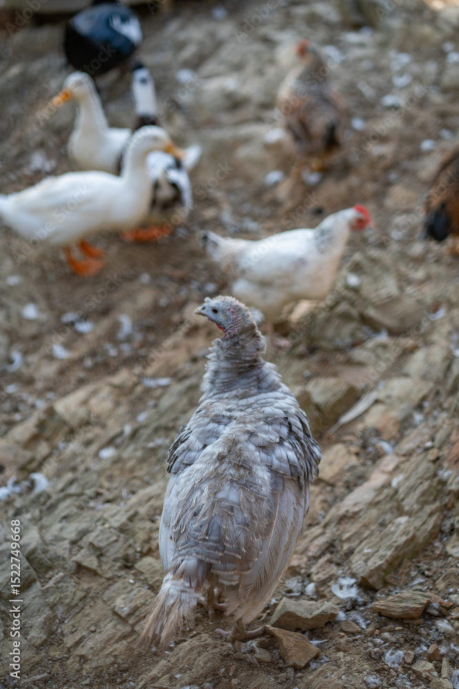 Fototapeta premium Turkeys walk and forage under bright daylight