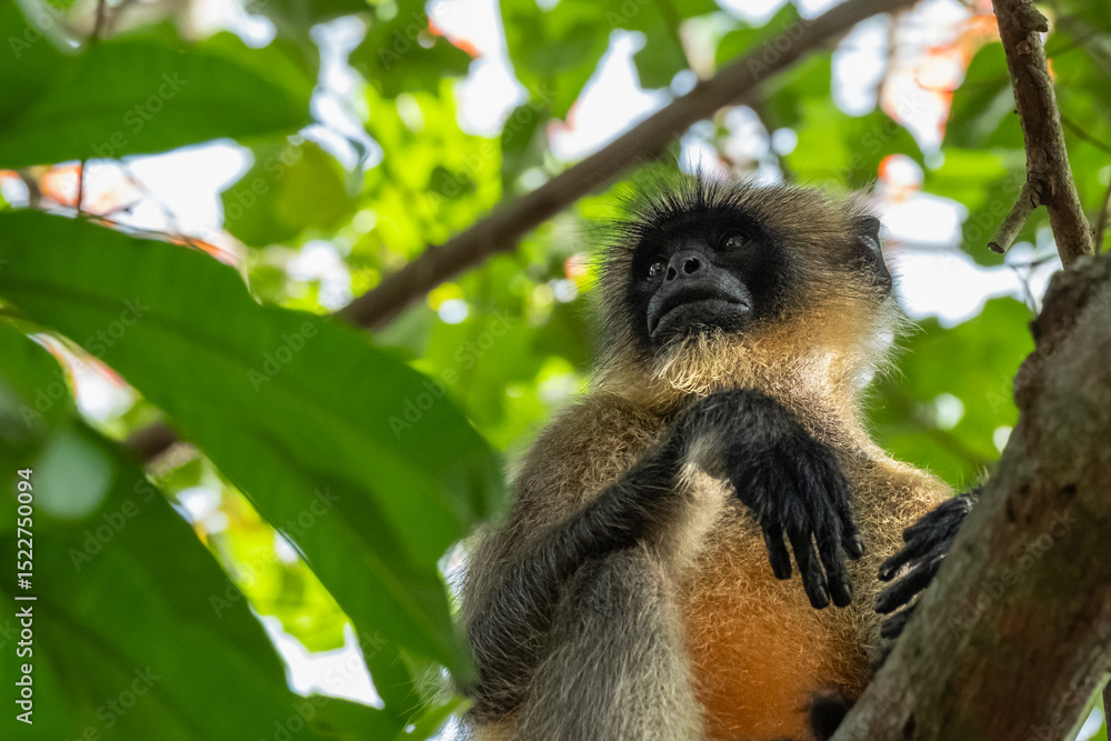 Fototapeta premium Close up shot of golden langur monkey species on a tree, fluffy ape face.