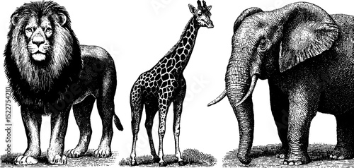 Engraved illustrations of african wildlife featuring lion, giraffe, and elephant