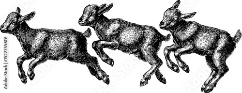 Engraved illustration of baby goats in motion for farm animal art and design