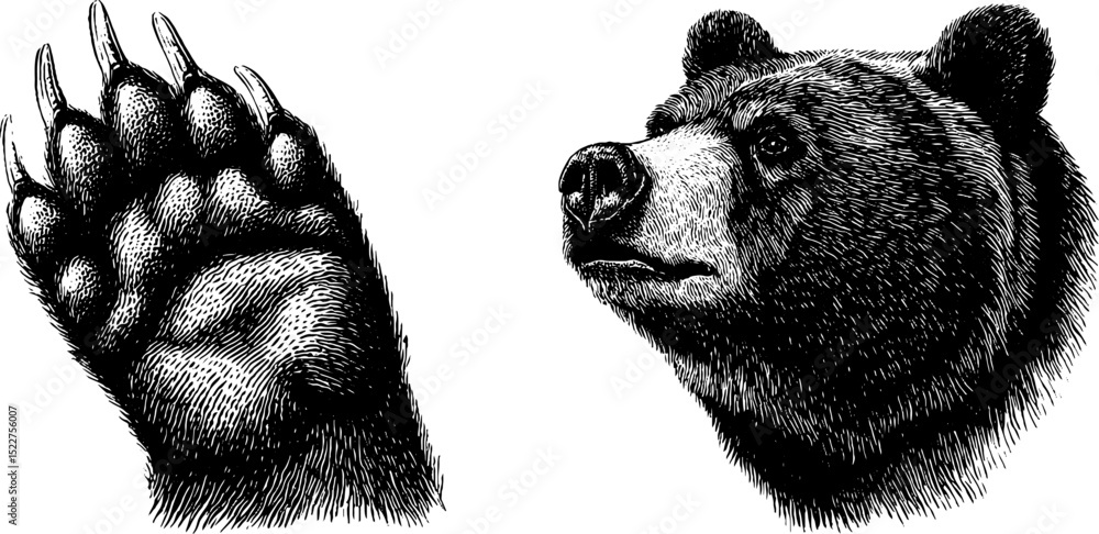 Fototapeta premium Engraved bear illustration set with waving paw and detailed head